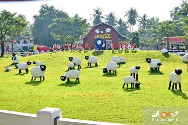بازدید از مزرعه پرورش گوسفند Sheep Farm پاتایا، تصاویر