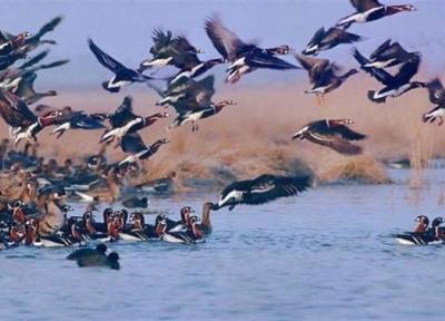 منابع آبی کهگیلویه وبویراحمد میزبان پرندگان مهاجر آسیایی است