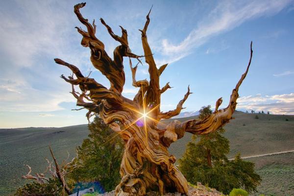 قدیمی ترین درخت های زنده جهان را بشناسید