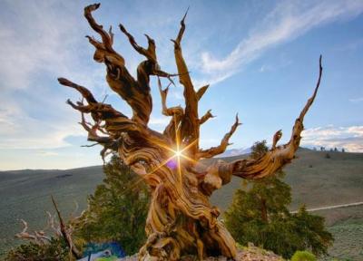 قدیمی ترین درخت های زنده جهان را بشناسید