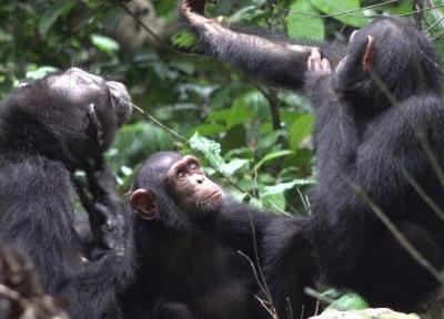 شامپانزه ها روی زخم یکدیگر مرهم می گذارند