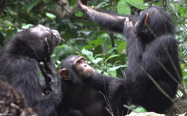 شامپانزه ها روی زخم یکدیگر مرهم می گذارند