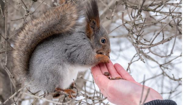 چرا نباید به سنجاب ها در کانادا غذا بدهیم؟